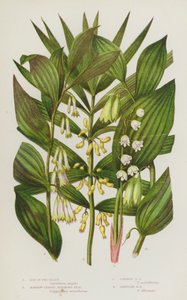 Flowering Plants of Great Britain: Lily of the Valley, Narrow-Leaved Solomon