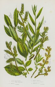 Flowering Plants of Great Britain: Little Tree Willow, Don
