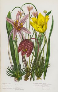 Flowering Plants of Great Britain: Mountain Lloydia, Wild Tulip, Common Fritillary or Snake