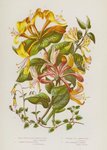 Flowering Plants of Great Britain: Pale Perfoliate Honeysuckle, Common Honeysuckle, Upright Fly Honeysuckle, Two Flowered Linnaea by English School