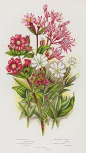 Flowering Plants of Great Britain: Ragged Robin, Red German Catchfly, Red Alpine Catchfly, White Catchfly, Red Campion by English School
