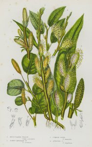 Reticulated Willow, Downy Mountain Willow, Common Osier, Auricled Osier by English School