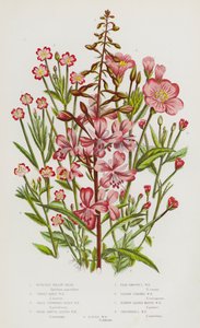 Flowering Plants of Great Britain: Rose-Bay Willow Herb, Great Hairy Willow Herb, Small Flowered Hairy Willow Herb, Broad Smooth Leaved Willow Herb, Pale Smooth Leaved Willow Herb, Square Stalked Willow Herb, Narrow Leaved Marsh Willow Herb, Chickweed Lea by English School