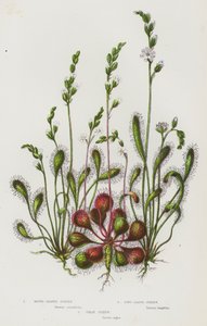 Flowering Plants of Great Britain: Round-Leaved Sundew, Long-Leaved Sundew, Great Sundew by English School