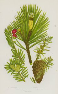 Flowering Plants of Great Britain: Scotch Fir, Juniper, Yew by English School