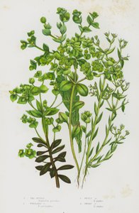 Flowering Plants of Great Britain: Sea Spurge, Portland Spurge, Petty Spurge, Dwarf Spurge by English School