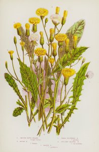 Flowering Plants of Great Britain: Smooth Hawk Beard, Rough Hawk Beard, Small Flowered Hawk Beard, Succory Leaved Hawk Beard, Marsh Hawk Beard by English School