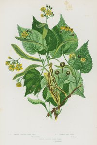 Flowering Plants of Great Britain: Smooth Leaved Lime Tree, Common Lime Tree, Large Leaved Lime Tree by English School