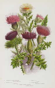 Flowering Plants of Great Britain: Tuberous Plume Thistle, Meadow Plume Thistle, Dwarf Plume Thistle, Cotton Thistle, Common Carline Thistle by English School