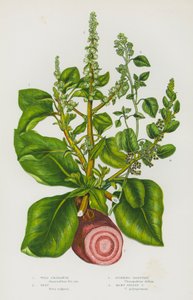 Flowering Plants of Great Britain: Wild Amaranth, Beet, Stinking Goosefoot, Many Seeded Goosefoot by English School