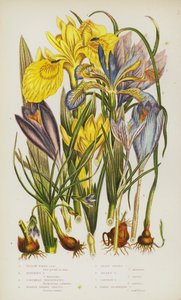 Flowering Plants of Great Britain: Yellow Water Iris, Stinking Iris, Columnas Trichonema, Purple Spring Crocus, Least Spring Crocus, Golden Crocus, Saffron Crocus, Naked-Flowering Crocus by English School