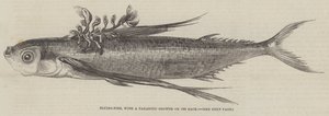 Flying-Fish, with a Parasitic Growth on its Back by English School