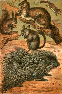 Flying Squirrels, Common Squirrel, Chinchilla and Porcupine by English School