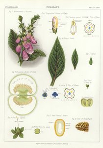 Foxglove by English School