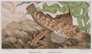 Freckled Goby, Butterfly Blenny