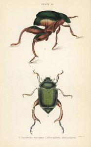 Frog-legged beetle and shining leaf chafer beetle by English School