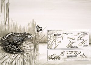 Frog Catching Butterfly, Including Life-Cycle of the Frog by English School