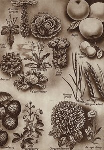 Fruits, vegetables and flowers and the wild varieties from which they were cultivated by English School