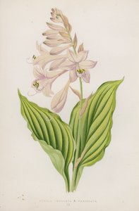 Funkia Undulata; B Variegata by English School