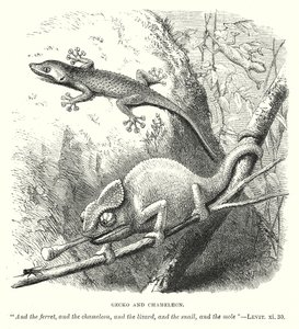 Gecko and Chameleon by English School