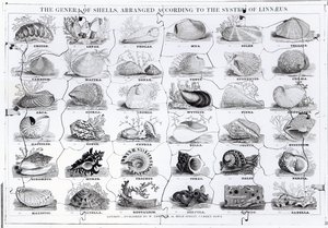 Genera of Shells Jigsaw, published by W. Edwards by English School