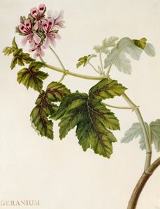 Geranium by English School