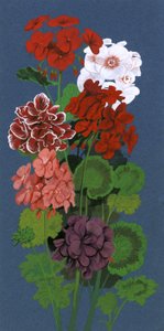 Geraniums by English School