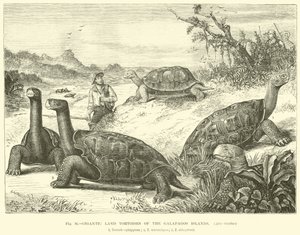Gigantic Land Tortoises of the Galapagos Islands by English School