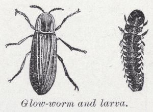 Glow-worm and larva by English School