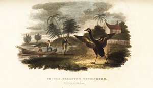 Golden-winged trumpeter running to greet Vosmaer when he steps on shore by English School