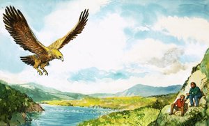 Golden Eagle