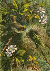 Golden Crested Wren and Grasshopper by English School