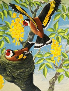 Goldfinch