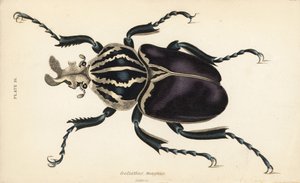 Goliath Beetle, Goliathus goliatus (Goliathus magnus) by English School