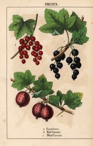 Gooseberry, redcurrant and blackcurrant fruits, from 
