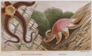 Granulate Brittle-Star, Sun-Star