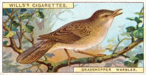 Grasshopper Warbler