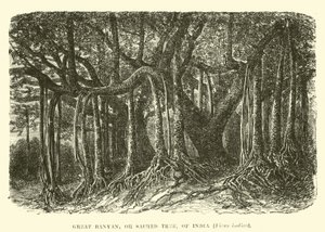 Great Banyan, Sacred Tree of India by English School