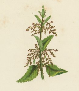 Green Nettle, Urtica Dioica by English School