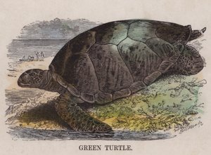 Green Turtle by English School