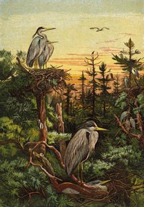 Grey Herons by English School