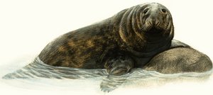 Grey Seal