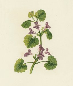 Ground Ivy, Glechoma Hederacea by English School