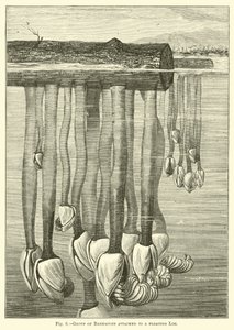 Group of Barnacles attached to a floating Log by English School