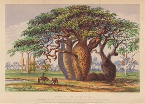 Group of Couty Stem Trees, Australia by English School
