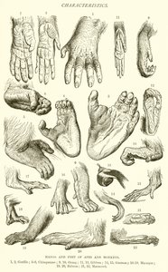 Hands and Feet of Apes and Monkeys by English School