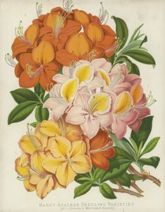 Hardy Azaleas, Seedling Varieties by English School