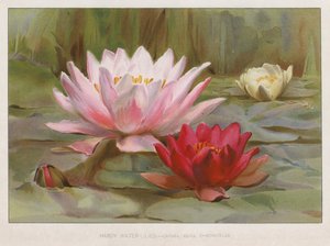 Hardy Water Lilies