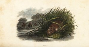 Hare hiding from hunters in a stand of rushes on an island in a pond by English School