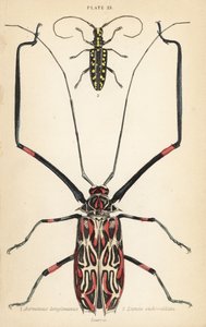 Harlequin beetle and flat-faced longhorn beetle by English School